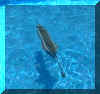 hnlypool.jpg (39392 bytes)